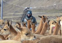 SERFOR inicia el V censo nacional de vicuñas 2025, para fortalecer su conservación