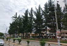 Inician con la tala de los arboles antiguos de la Avenida de la Cultura