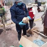 Hallan una momia en la zona de Alto Qosqo y es investigada por la entidad cultural