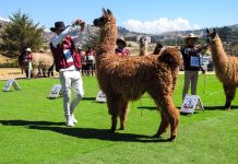 Cusco sera sede del Festicamélidos Cusco 2025