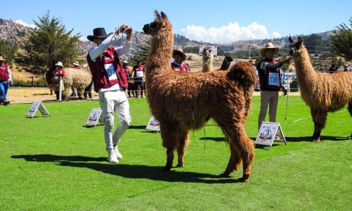 488858735_1284718956534780_6669443434521947893_n-1000x600-1