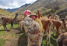 CUSCO reafirma su compromiso con el desarrollo alpaquero mediante el FESTICAMÉLIDOS 2025.