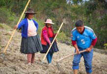 Las primeras lluvias benefician a la producción agrícola en la región