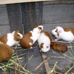 Mas de 4 millones de cuyes que se crían en la Región Cusco