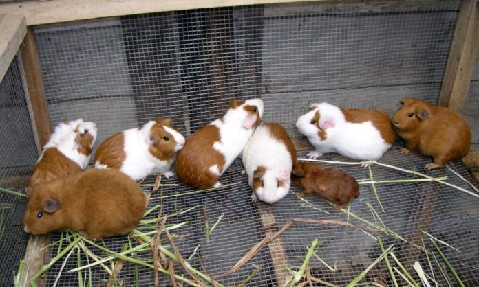 WhatsApp-Image-2025-10-29-at-8.03.09-PM-1000x600-1