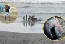 Hallan tiburón megaboca en playa de Piura: pese a ser una especie superrara y digna de estudio, pobladores lo filetearon