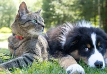 Yakarta, la capital de Indonesia, prohíbe la venta de carne de perro y gato