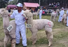 Cusco: festival de camélidos generó un movimiento económico superior a un millón de soles