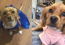Cusco: buscan a perrita Petunia que desapareció tras salir de la casa de un familiar