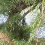 Hallan sin vida a hombre desaparecido hace una semana en orillas del río Vilcanota- Calca