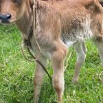 Gerencia de Agricultura impulsa campaña sanitaria integral en provincias altas