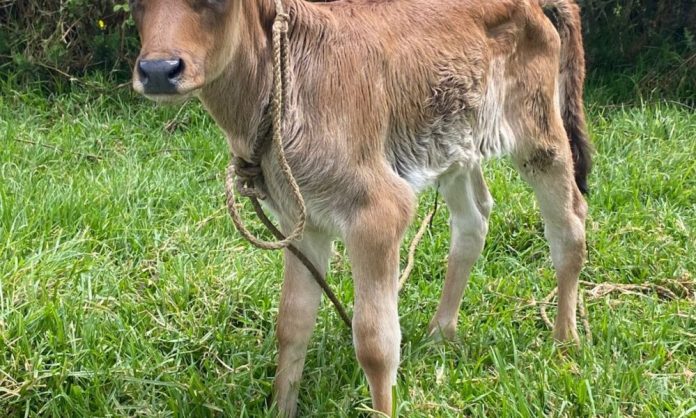 576995383_2253323371812441_6182881355504773487_n-1000x600-1