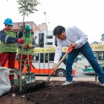 Municipalidad provincial realiza la reforestación del paseo de los pinos de Mariscal Gamarra
