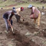 Siembran papa nativa en las comunidades de Kirkas y Punacancha San Sebastián