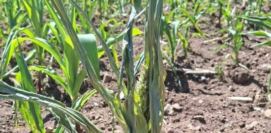 Campesinos afectados por las lluvias no alcanzan al seguro agrario catastrófico
