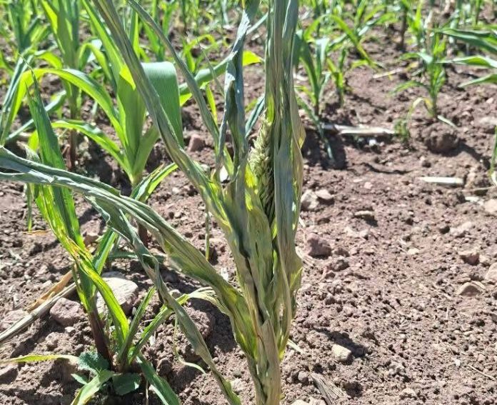 604600434_889630790552976_6873982540698943029_n-736x600-1