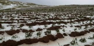 Fuerte granizada afecta terrenos de cultivos en distrito de Quehue -Canas