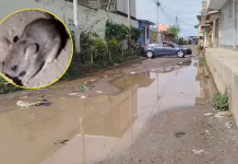 Más de 800 casos de leptospirosis y dos muertos en el Perú: síntomas, contagio y cómo prevenir la enfermedad