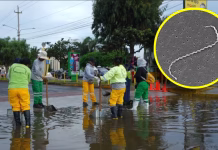 Minsa reporta nueve fallecidos por leptospirosis y más de 1 200 casos en Perú: estas son las regiones con más contagios