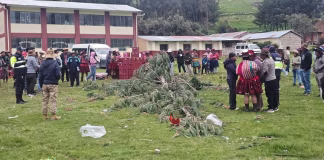 Cusco: niña de tres años falleció tras ser aplastada por un árbol durante una yunza en Chumbivilcas