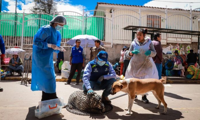 foto-rescate-de-animales-en-santiago-1000x600-1