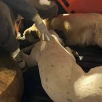 Rescatan a 6 perros que se hallaban en abandono de la vivienda del crimen y descuartizamiento