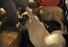 Rescatan a 6 perros que se hallaban en abandono de la vivienda del crimen y descuartizamiento